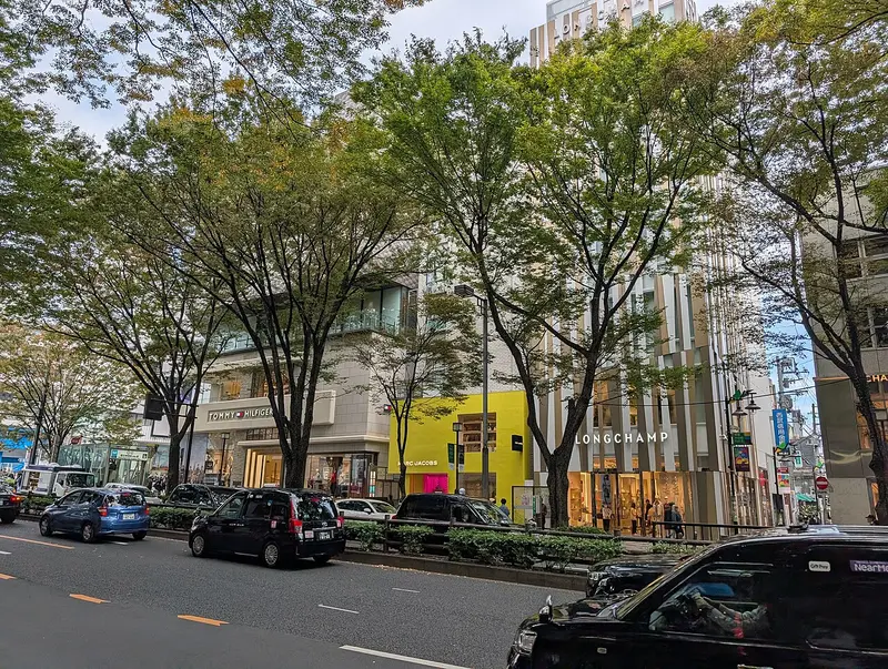 Hàng zelkova và các cửa hàng hai bên đại lộ (11/2024)